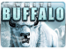 White Buffalo